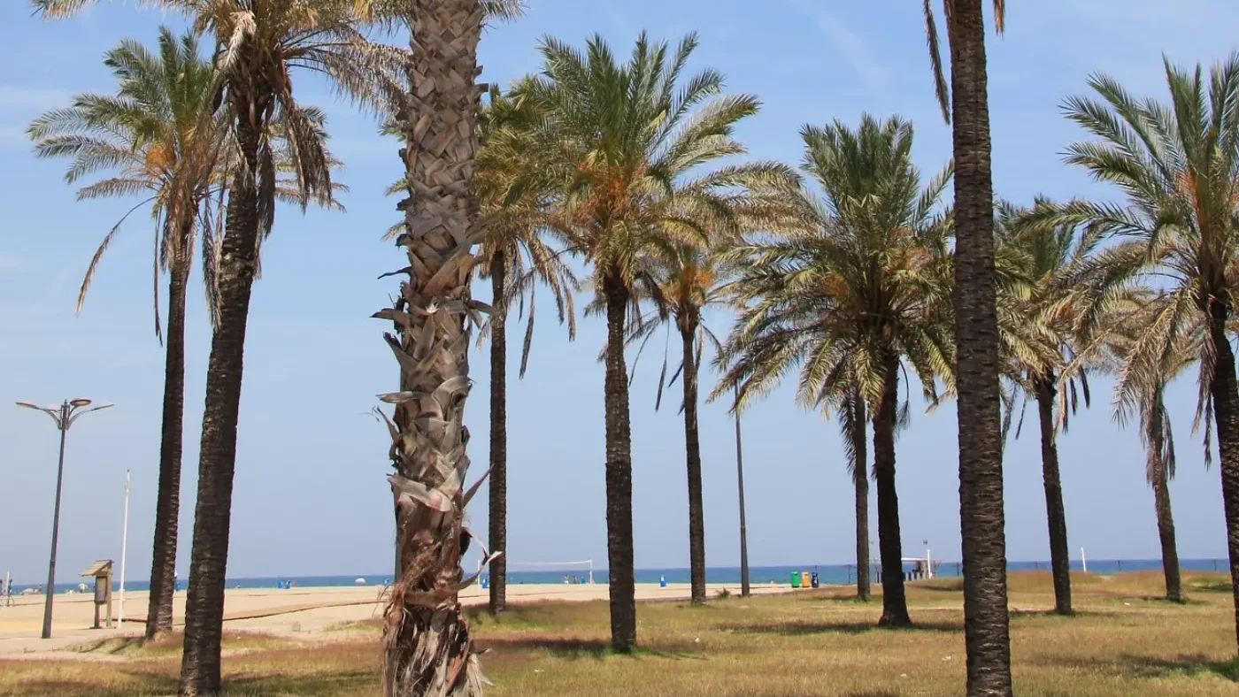 Palmier sur la plage de la Malva-Rosa à Valence